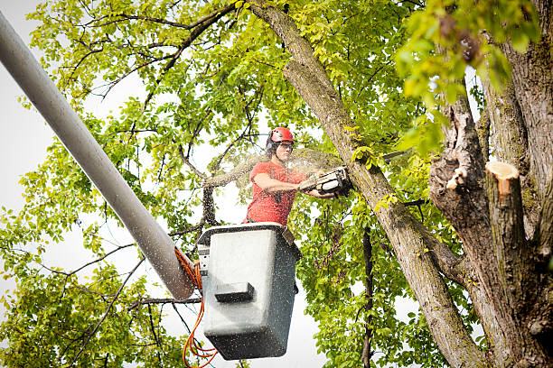 Large Tree Removal in Cold Spring, MN